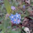 La couleur des fleurs de myosotis, une (…)