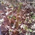 La renouée du Japon, une plante envahissante